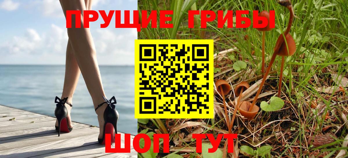 Псилоцибиновые грибы Psilocybe Киреевск